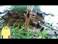 テナガエビを釣って食う Macrobrachium Fishing And Cooking テナガエビを釣って食う Macrobrachium Fishing And Cooking