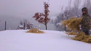 Issız ve karlı bir gün❄️Köyden 2 km yüksekte zorlu yaşam❄️Köy belgeseli#villagelife#snowfall#snow