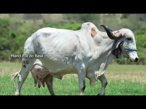 LOTE 28   FAMILIAS IMPORTANTES