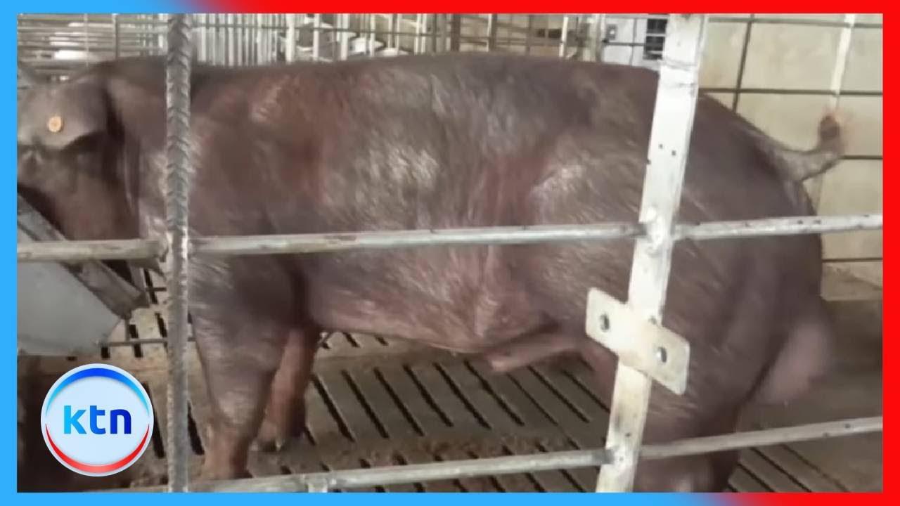 Odorless pig farming boosts efficiency, reduces labor by 80%
