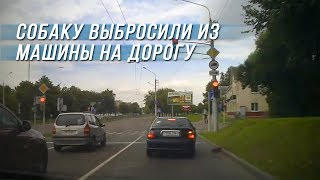 Собаку выбросили из машины на дорогу Собаку выбросили из машины на дорогу