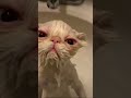 Funny Cat Moment