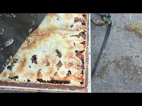 The bees are great this year thanks to the treatments