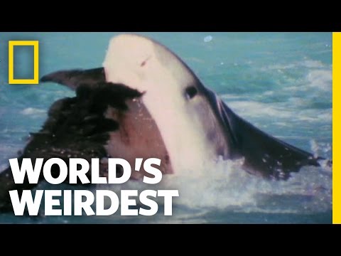 World's Weirdest - Albatross vs. Shark