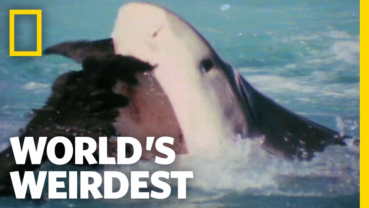 World's weirdest. Big Shark Nat geo Wild.