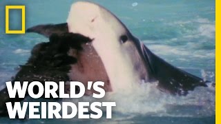 Albatross vs. Shark | World's Weirdest