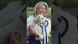 Behind the scenes at the Westminster Dog of the Year competition