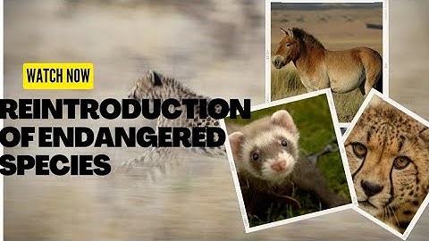 The endangered species that were brought back from the brink of extinction...