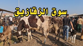 من محافظة الشرقيه سوق الزقازيق اسعار البقر الوالد