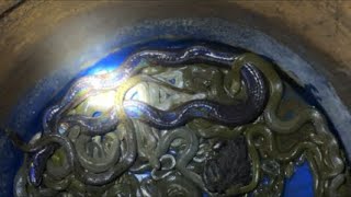 snake farming