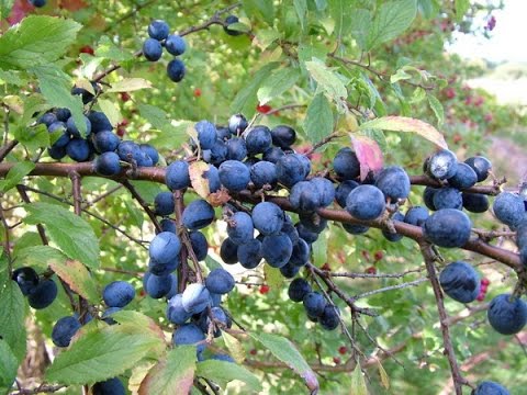 Video: Hvordan smaker sloebær?