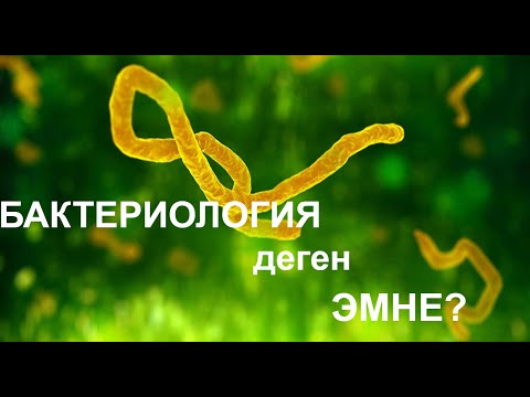 Video: Хемосинтетикалык бактериялар фотосинтетикалык бактериялардан эмнеси менен айырмаланат?