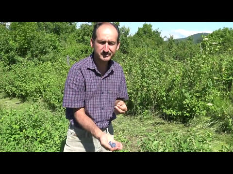 Video: Knyazhik - Proprietăți Utile și Utilizarea Prințului, Soiuri De Prinț, Semințe. Prinț Siberian, Alpin, Clemat