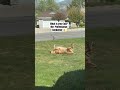 My dog loves the sun 🌞 #rhodesianridgeback #dogshorts
