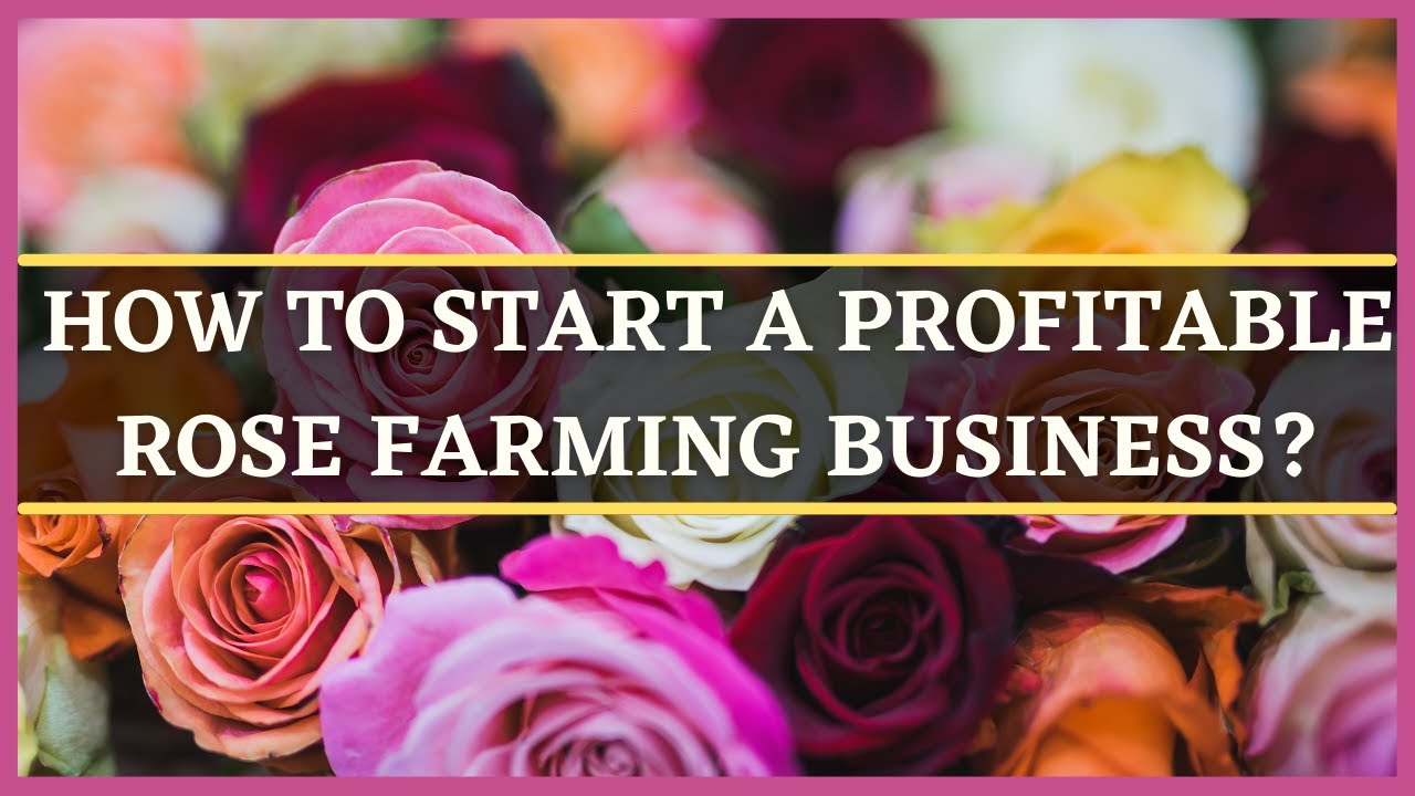 rose farming business plan