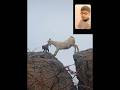 The most polite mountain goat EVER ❤️ #shorts #reaction #ytshort #mountaingoat