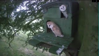 Farming with Barn Owls - Nicky Murphy in Kilkenny by BirdWatchIreland 4,948 views 2 years ago 5 minutes, 56 seconds