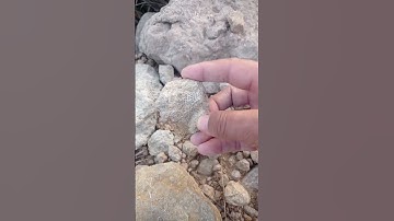 Crinoid Fossil/Fish Skin Fossil? #fossilhunting #fossils #fossilhunter #crinoid #fish #skin #viral