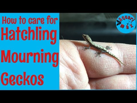 Video: Hoe zorg je voor een Gecko Hatchling