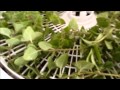 DEHYDRATING OREGANO