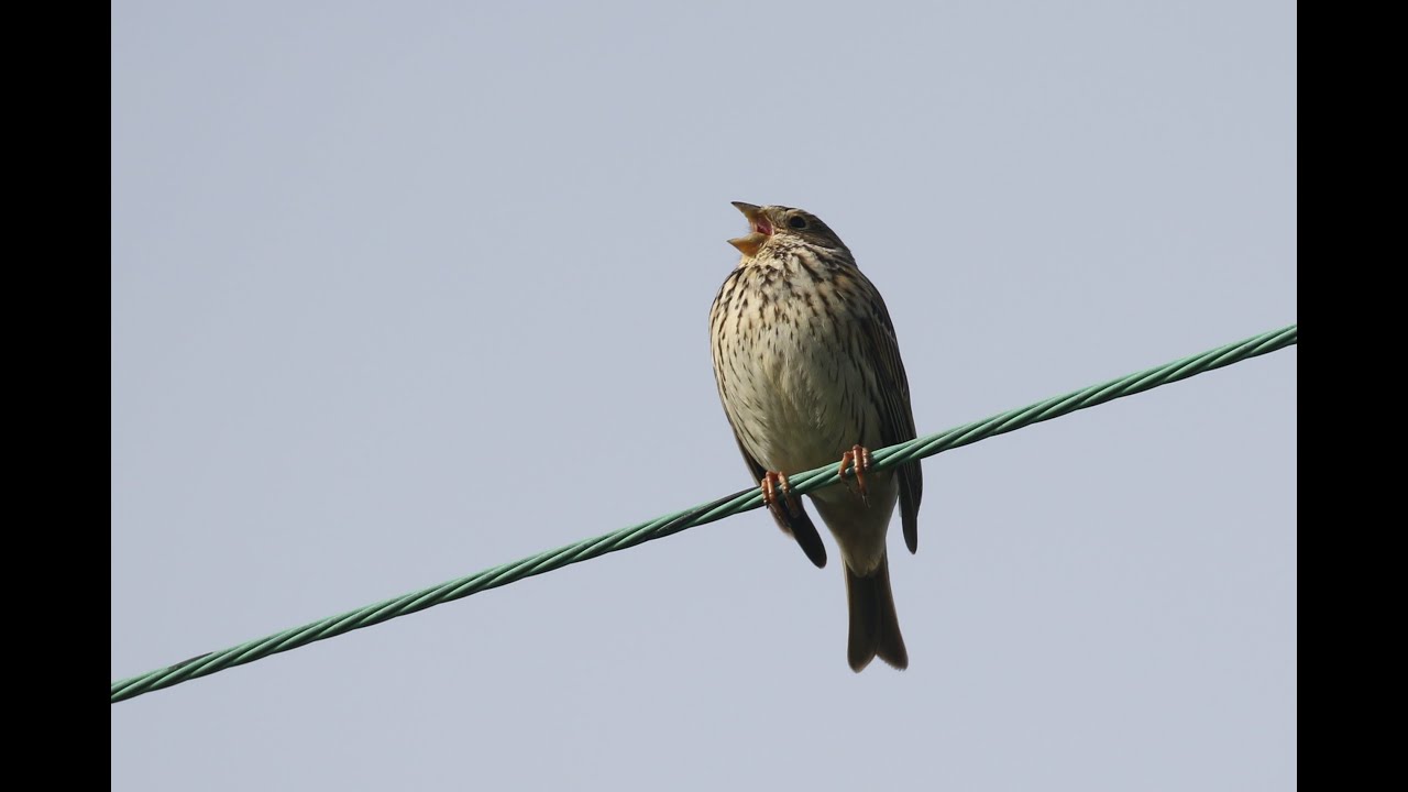 bunting traduzione Corn Bunting (emberiza calandra)
