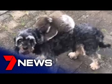 Koala joey hitches ride on Adelaide Hills man's dog | Adelaide | 7NEWS