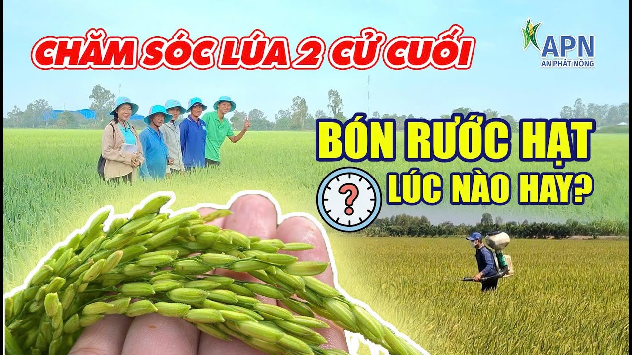 APN - CHĂM SÓC LÚA 2 CỬ CUỐI - BÓN RƯỚC HẠT LÚC NÀO HAY? | ĐÔNG XUÂN 2026