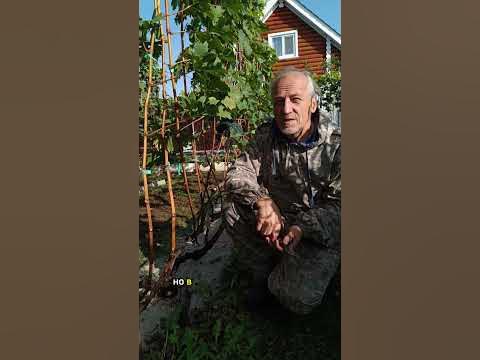 #виноградник #виноградноялоза - YouTube