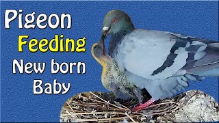 Pigeon Hatching Their Eggs And Raising Their Chicks Youtube Pigeon Hatching Their Eggs And Raising Their Chicks Youtube