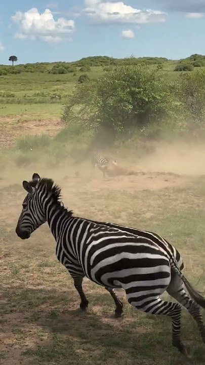 Lion Hunts Zebra #maasaimara #lion #kenyansafari #wildlife #travel #magic