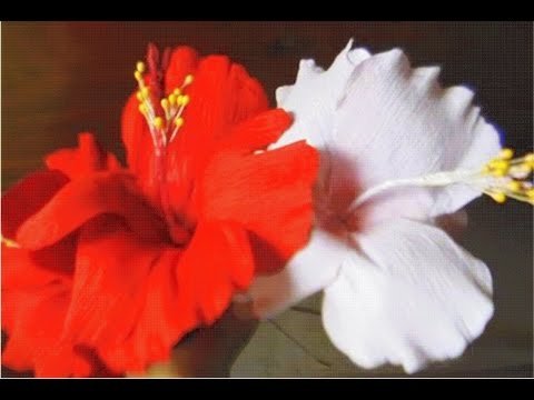 How to make paper flowers Hibiscus  Hibiscus rosa-sinensis (Flower # 3)
