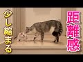 初めて先住猫が新入り子猫の背中を舐めて距離がちょっとだけ縮まった気がした