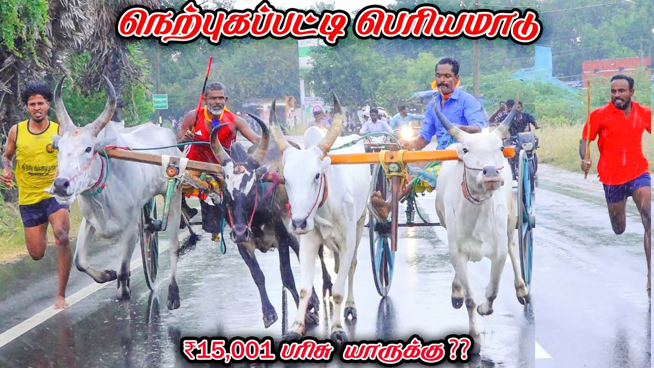 சிவகங்கை மாவட்டம் நெற்புகப்பட்டி பெரியமாடு நேரலை 15k பந்தயம்