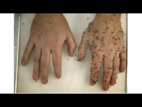 वीडियो: क्या बॉम्बशेल परफ्यूम मच्छरों को भगाता है?
