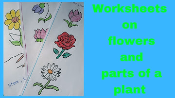 Worksheets on flowers and parts of a plant for Kindergarten...