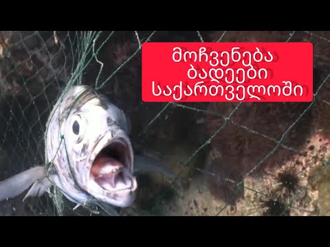 მოჩვენება ბადეები. პეტიციის ბმული აღწერაში 👇