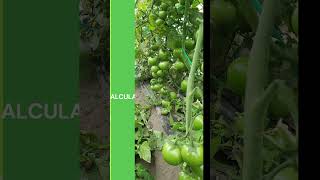 🌱 Cómo MEDIR la DOSIS de Productos Agrícolas en POLVO o GRANULADOS | AgroTips #agricultura
