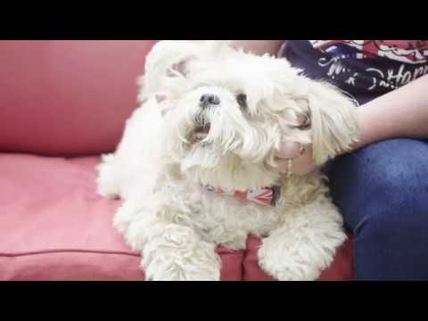 ticket yemek kartı Pampered pooch gets Windsor Castle inspired kennel