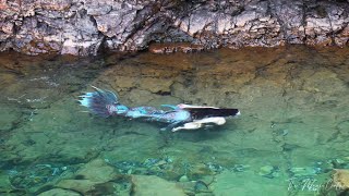 The Lake Superior Siren Swimming In Lake Superior In A Silicone Mermaid Tail Underwater & Above