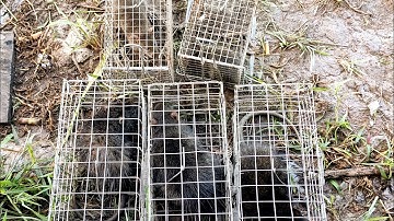 Bẫy Chuột Cống Nhum Theo Đường Mòn .Không Mồi. Cái Kết Thật Bất Ngờ #vợchồngmiềntâytv