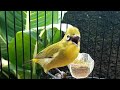 Terapi Burung Pleci Bahan Langsung Bunyi Jika Mendengar Suara Pleci Ini Mp3 - Mp4 Download
