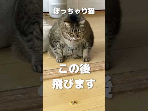 10kgの猫が飛ぶ動画　#shorts #short #cats #cat #でぶ猫