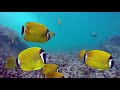 [10 часов] Кораловый риф / Coral Reef Aquarium