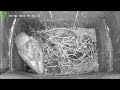 Barn Owl Nest Box - Live Stream - Daytime - 6th June