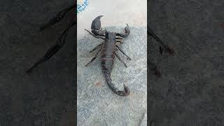 scorpion Amazing big scorpion @LAVENKH please subscribe my chanel ♥❤❤