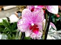 Шикарный пелорик в свежем завозе орхидей Леруа Мерлен г. Омск.