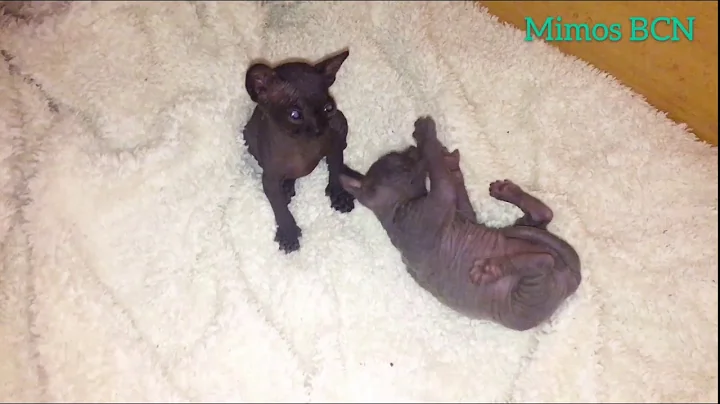 Video 3009251: blue sphynx