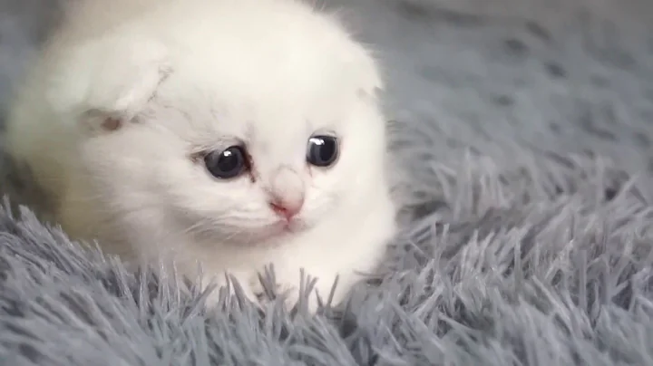 Video 4117631: scottish fold kitten, cattery british, cute cattery