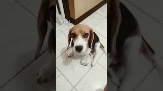 Bokshie the Beagle. When you hear a dog sound. #dog #cute #shorts