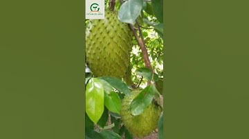 🌱Giống Mãng cầu xiêm Thái tại TG cây giống Cần Thơ